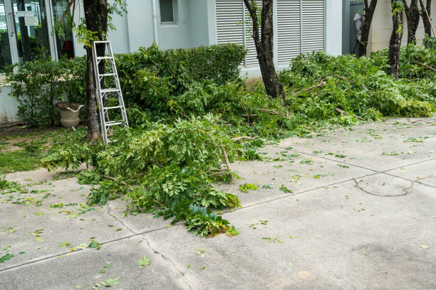 Best Commercial Tree Services  in Murraysville, NC